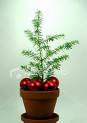 christmas tree seedling 